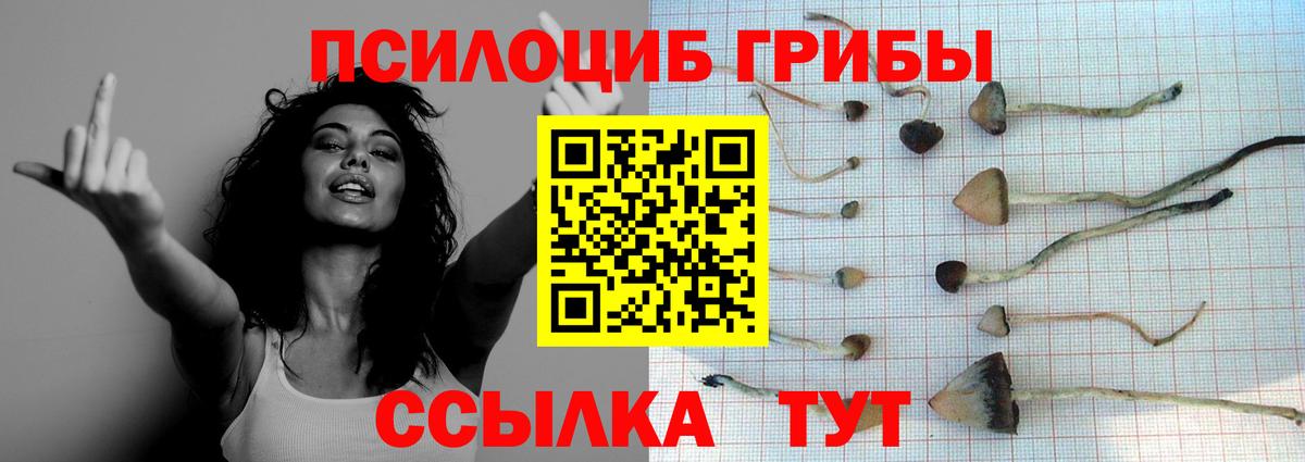 Псилоцибиновые грибы GOLDEN TEACHER Строитель